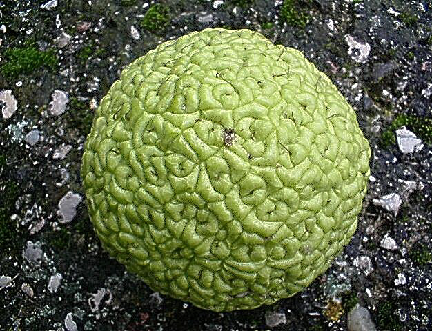 Maclura pomifera / Maclura